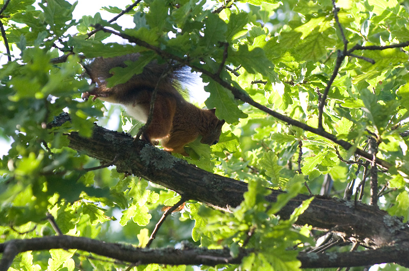 Orava 10.jpg - and you with the camera: you can kiss my hairy b...